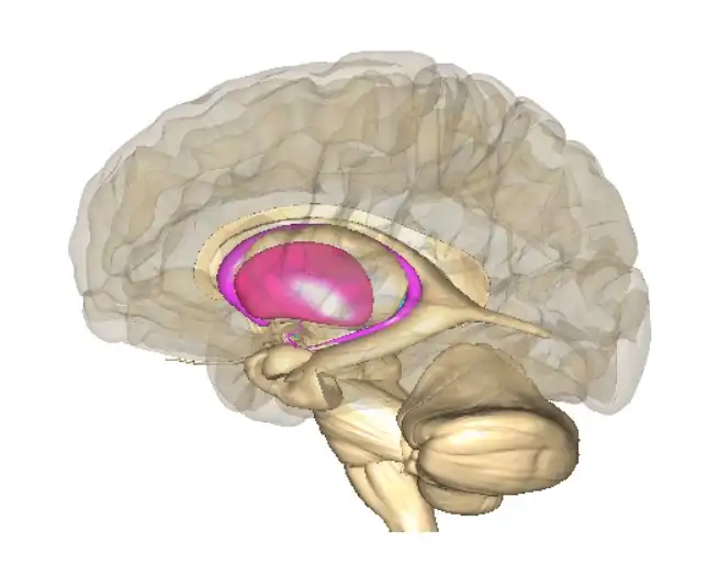 大脳基底核　解剖