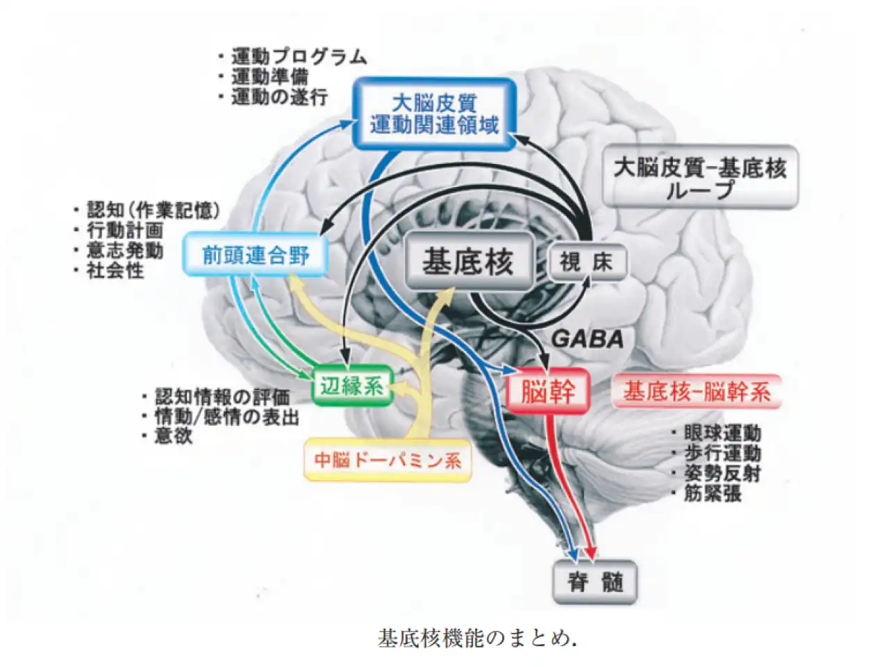 大脳基底核｜まとめ図